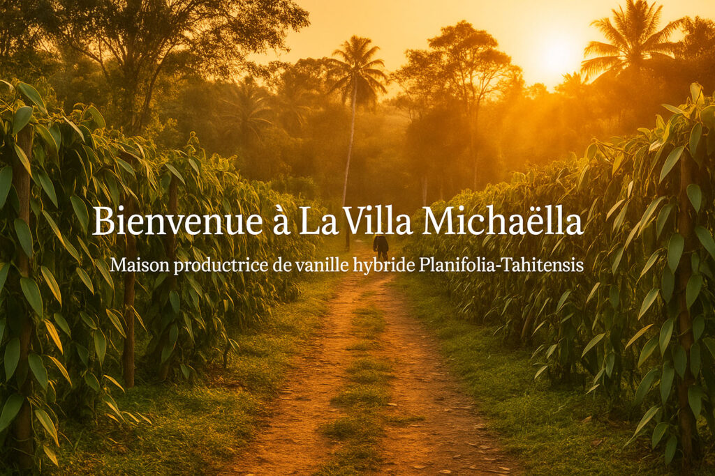 Plantation de vanille Tahifolia à Madagascar – La Villa Michaëlla, producteur de vanille hybride Planifolia-Tahitensis